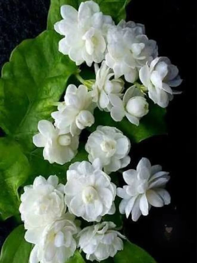 How-To-Grow-Mogra-Jasmine-Plant-From-Cuttings