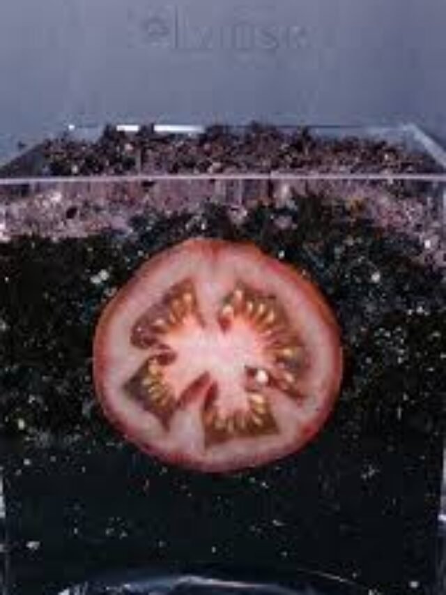 Tomato Slice to Seedling Time Lapse