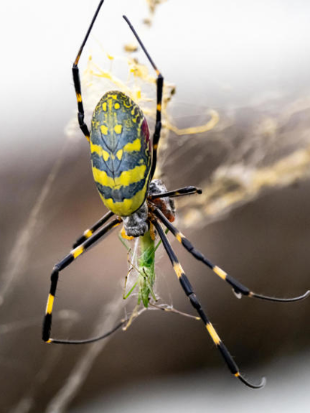 Unraveling the Mystery of the Giant Parachuting Joro Spiders