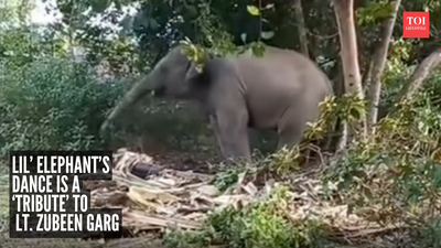 Adorable Baby elephant dances to Zubeen Garg’s song, social media calls it a tribute to the late singer