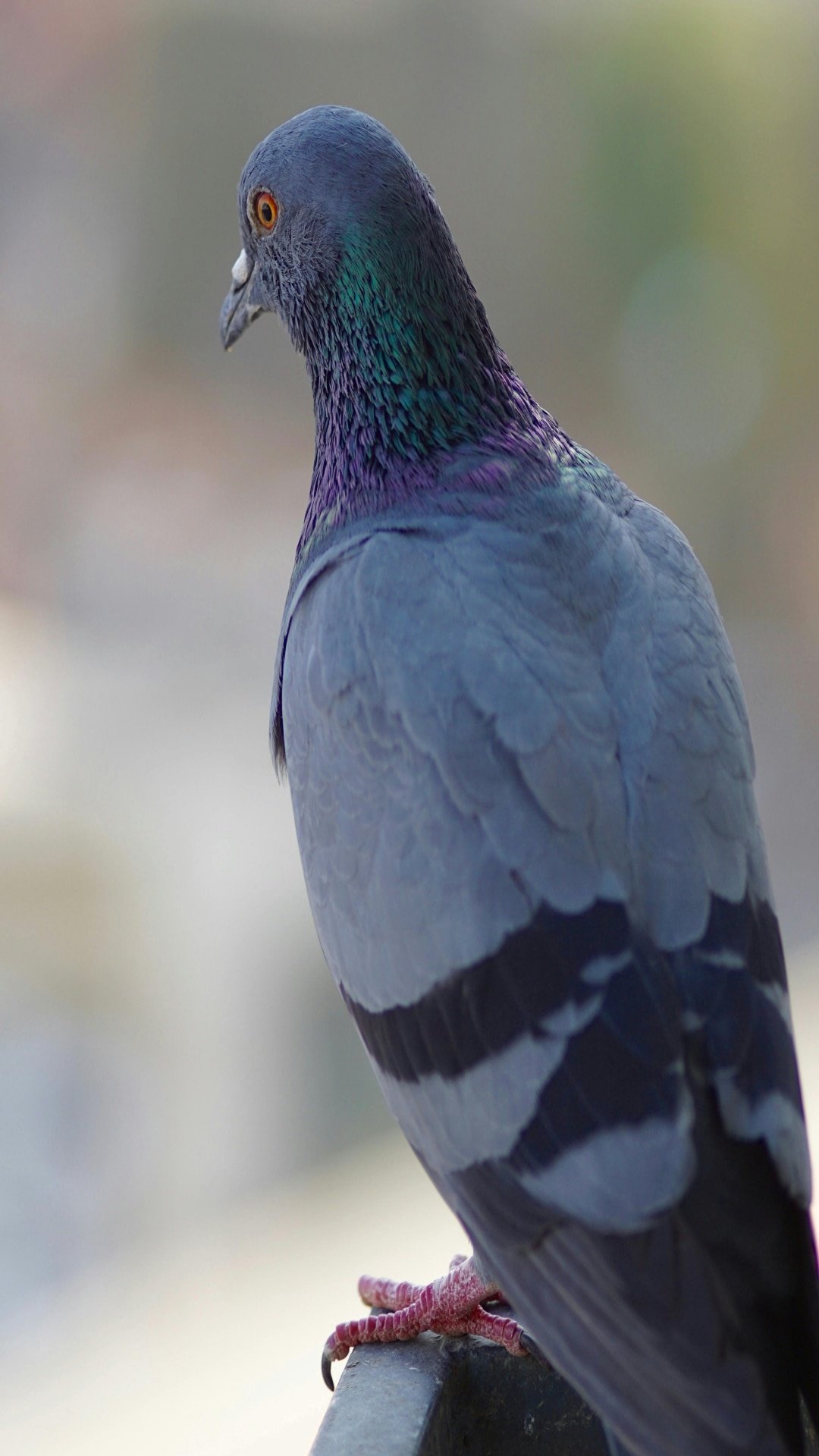 घर में कबूतर कर रहे परेशान तो कैसे भगाएं?