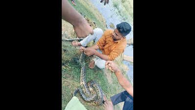 Forest officials rescue 2 large reptiles from Bhitarkanika National Park | Bhubaneswar News