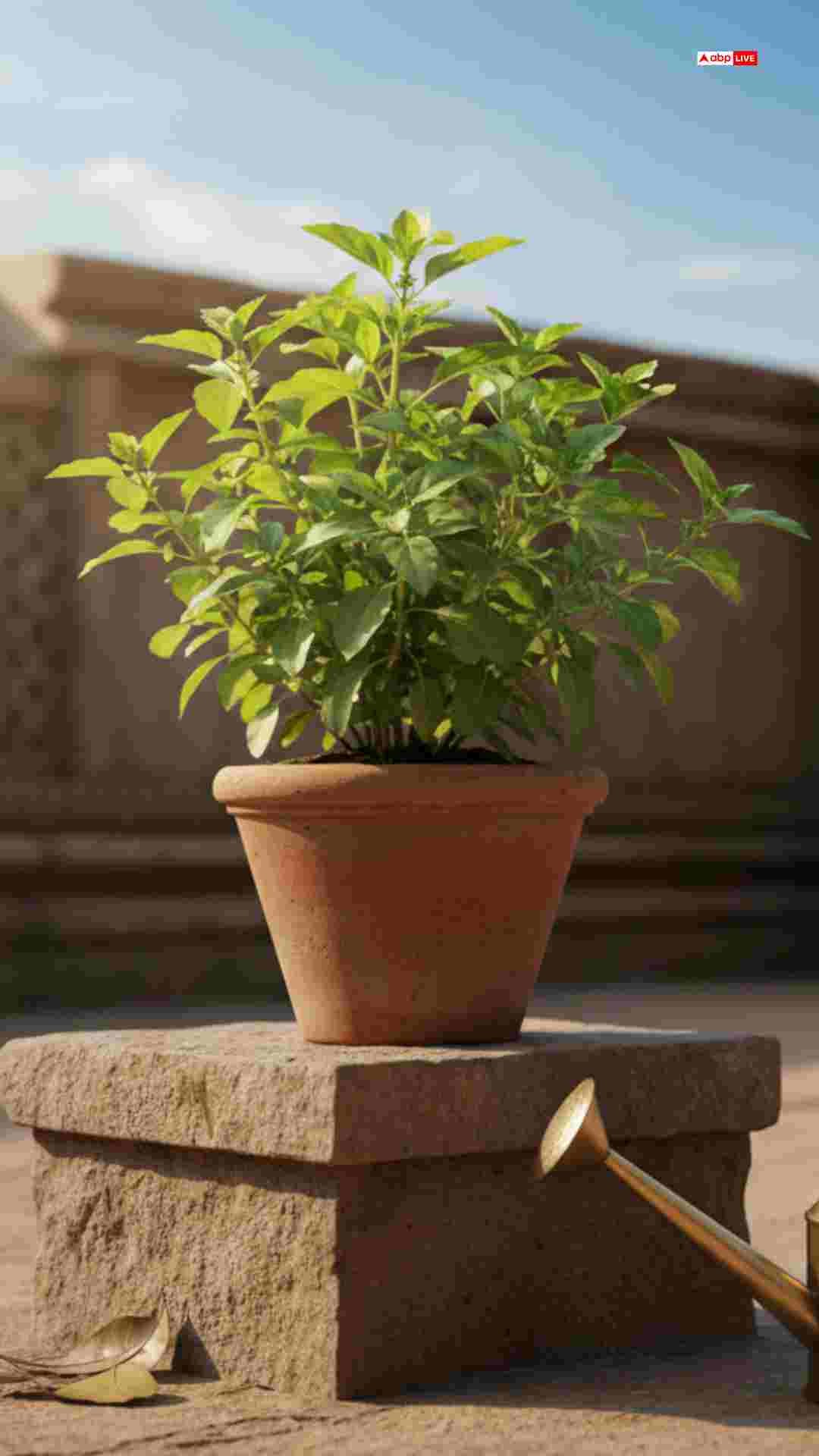 रविवार को तुलसी के पौधे में जल चढ़ाना क्यों है वर्जित?