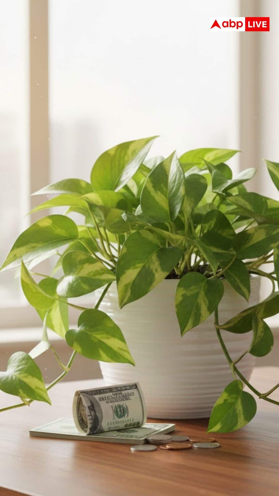 मनी प्लांट में डाल दें रसोई में रखी ये 2 चीज, खूब बढ़ेगा धन