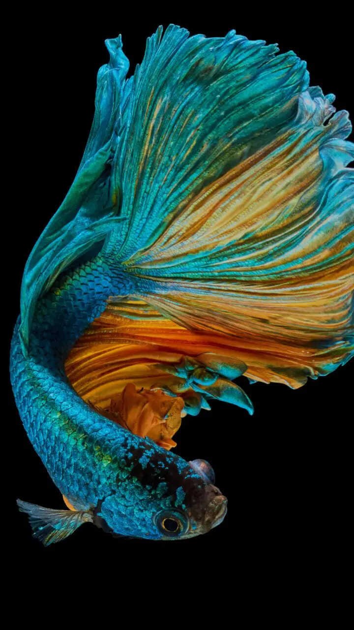 10 low-maintenance fish for home aquariums