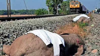Assam train tragedy: Elephant toll rises to 8; Jharkhand cancels 8 trains from Dec 22–24, NE imposes curbs | Guwahati News