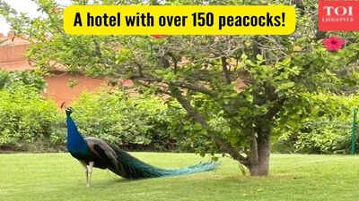 Honest Review: This hotel in Jaipur has almost 150 peacocks and a 300 year old Shiva temple but what made me choose it was……