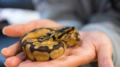 Do snakes feel attached to their owner and form a quiet bond |