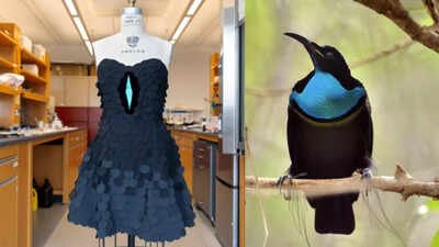 How a bird’s feathers helped scientists create the world’s darkest fabric |