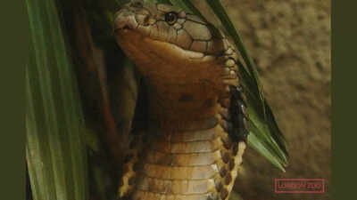 How the longest venomous King Cobra in history became a casualty of the Second World War |