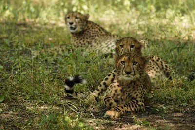 Third cheetah habitat to come up in MP soon | India News