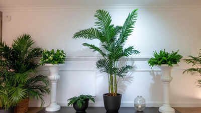 7 indoor plants to get rid of bathroom odour naturally |