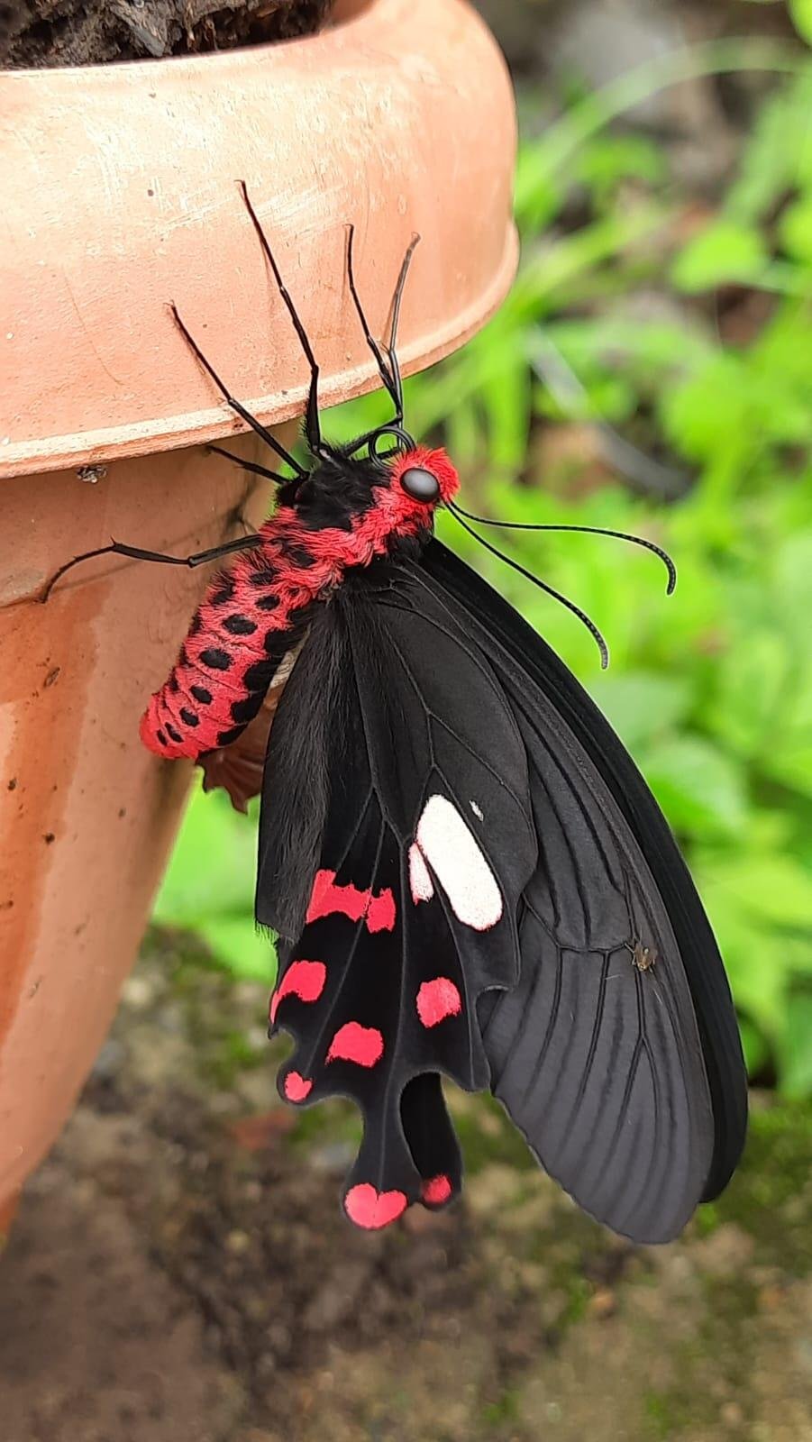 Art of ‘butterflying’ and the search for ‘Common Map’ butterfly