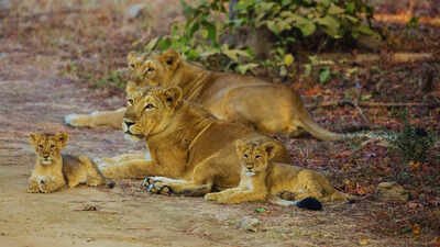 From snow leopard to fishing cat: Travel India through its state animals |