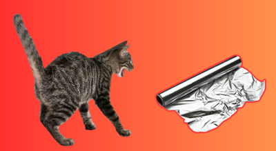 Do cats really hate aluminium foil? What makes them startle and what science says |