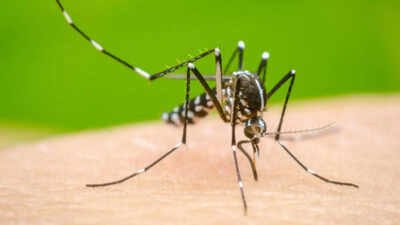 Low Vitamin D may worsen Dengue outcomes, global study raises questions for India | India News