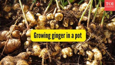 How to successfully grow ginger (adrak) in a pot on your balcony |