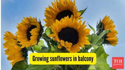 Can you grow sunflowers on your flat’s balcony? Here’s how to make them bloom |
