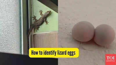 How to identify lizard eggs indoors and get rid of them safely |