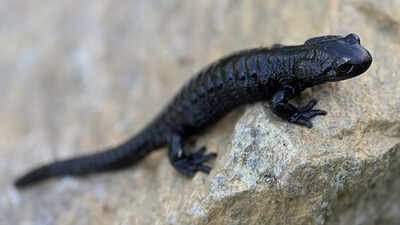 Meet the Alpine Salamander: Nature’s record holder for longest pregnancy |