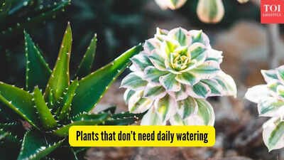 Low Maintenance Plants: 5 plants that don’t need daily watering — perfect for Indian conditions |