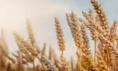Govt likely to consider allowing export of wheat | India News