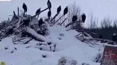 Why hundreds of bald eagles are flocking to northern British Columbia’s frozen mountains during winter | World News