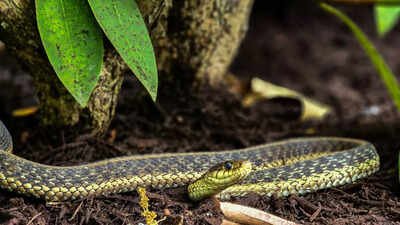 Stop growing THIS beautiful plant in your garden as it attracts snakes |