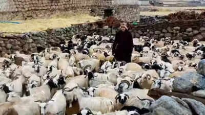 Ladakh plans to make Changthang pashmina products global brands | India News