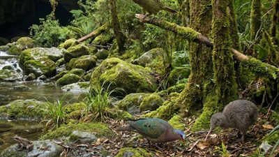 ‘Long lost cave in New Zealand’ reveals million-year-old wildlife, extinct birds, and a Kākāpō ancestor | World News