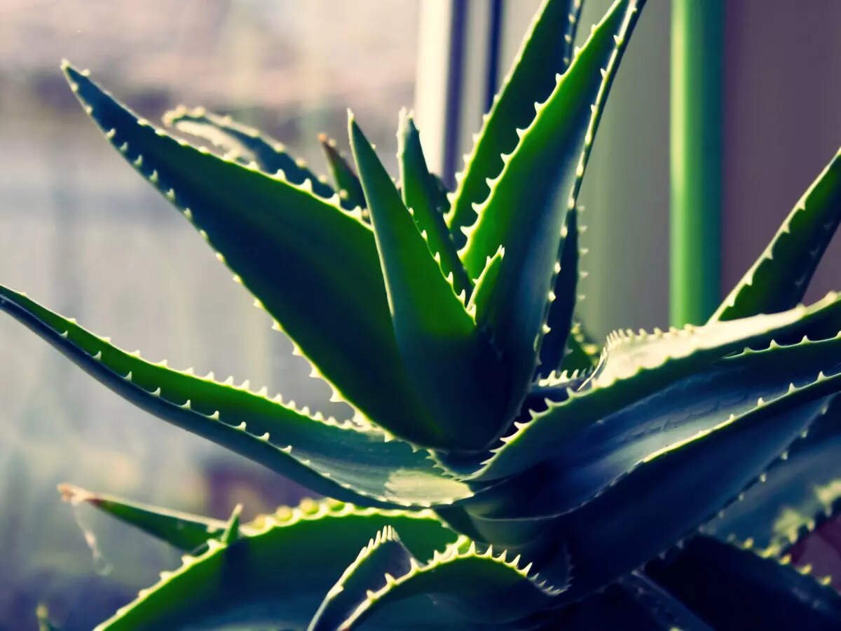 5 succulents that bring you good luck and prosperity
