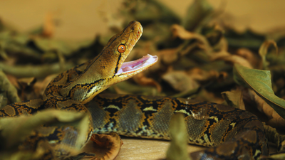 The temple that houses pythons, lets them go out to hunt, and welcomes them back |