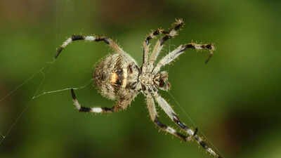 This tiny Madagascar spider spins silk 10 times stronger than steel and scientists are stunned |