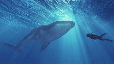 Viral diving video turns dangerous: Oman issues urgent warning after man swims with killer whale