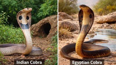 Indian cobra vs Egyptian cobra: How these two venomous snakes differ in size, venom, habitat, and more |