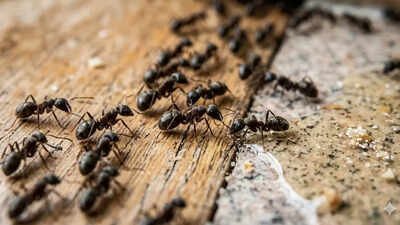 5 homemade ant killer sprays that really work using simple kitchen ingredients |