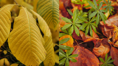 How to fix yellow leaves and make your plants green again |
