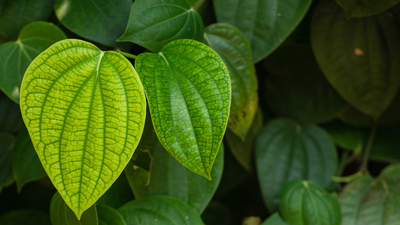 How to grow a paan (betel leaf) plant from a single leaf: A simple guide for home gardeners |