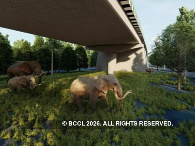 Wildlife actively use underpasses on Delhi-Doon economic corridor: Study | India News