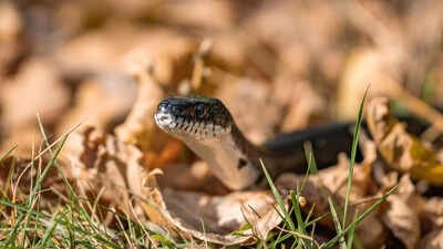 Snake in your garden? Here’s what to do (and not do) to stay safe and avoid common mistakes homeowners make |