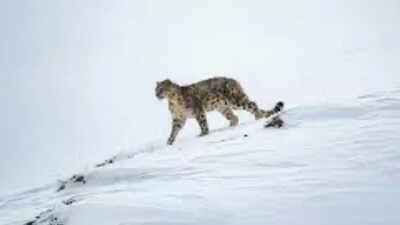 High-altitude unit spawned by Pahalgam attack, trained by AP’s Greyhounds | India News