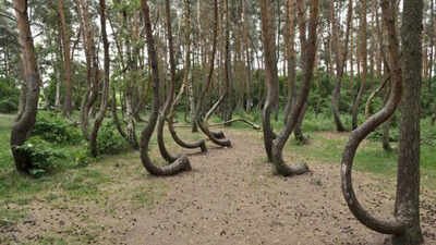 The crooked forest: Why 400 trees in Poland are bent exactly to the north | World News