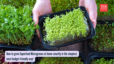 How to grow Superfood Microgreens at home smartly in the simplest, most budget-friendly way! |