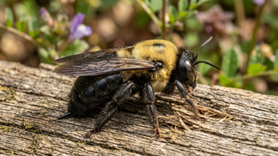 Why carpenter bees are targeting your deck and how to stop them |