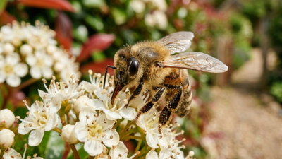 Bees at your door? Here’s what every homeowner actually needs to know |