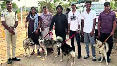 Abandoned Husky found dead, 5 rescued, ’30 missing’ | India News