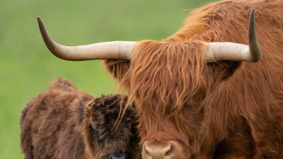 UK farmer plans to breed ‘less photogenic’ Highland cows to stop tourists and influencers filming them | World News