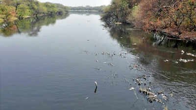 Yamuna turns toxic before entering Delhi; Gurgaon alone accounts for 70% of pollution load | Gurgaon News