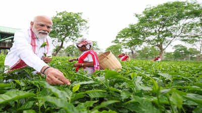 PM Modi visits Assam tea garden, plucks leaves, takes selfies with workers, calls it ‘memorable experience’ | India News