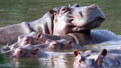 Vantara offers to take 80 Colombian hippos facing death | India News
